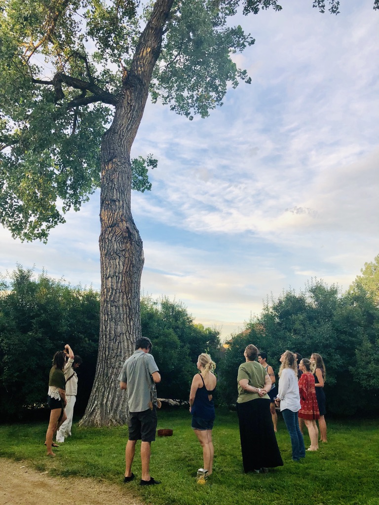 Shamanic session and Ritual at the Oak
