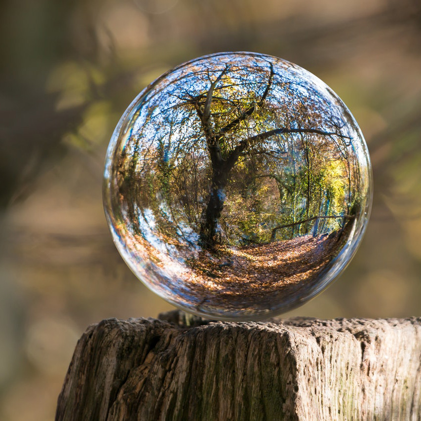 Tree in a bubble