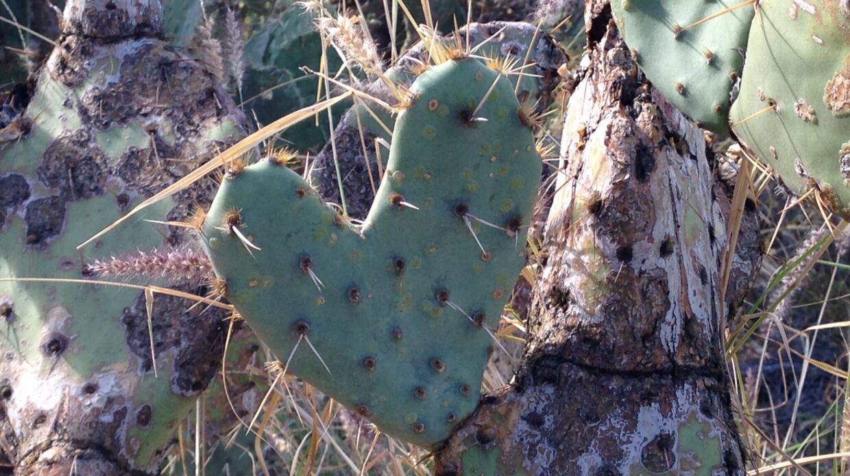Desert Love